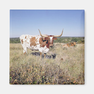 Texas Longhornavel (fotoet) Magnet