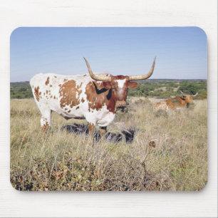 Texas Longhornavel (fotoet) Musmatta
