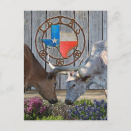 Texas Longhorns in Kärlek Vykort