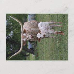 Texas Longhorns Vykort