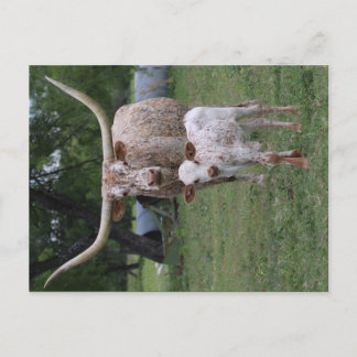 Texas Longhorns Vykort