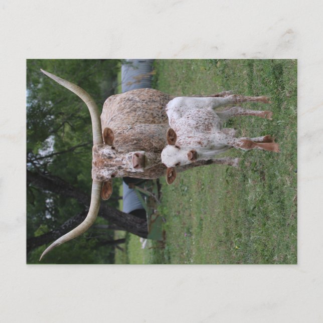 Texas Longhorns Vykort (Framsida)