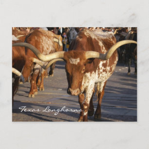 Texas Longhorns vykort
