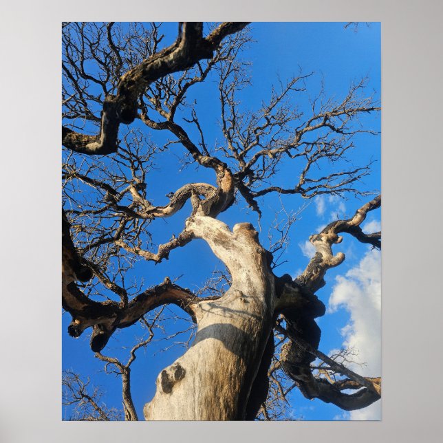 Texas Oak Scarred From Wildfire Poster (Framsidan)