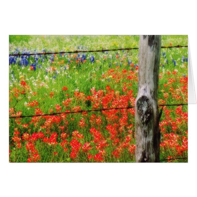 Texas Paintbrush bakom Barbed WIre Fence Hälsningskort (Framsidan Horizontal)