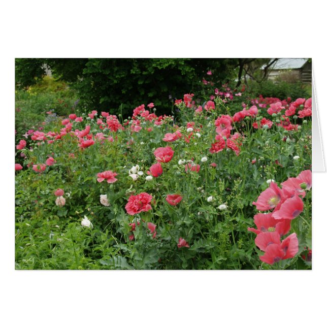 Texas Poppies OBS Kort (Framsidan Horizontal)