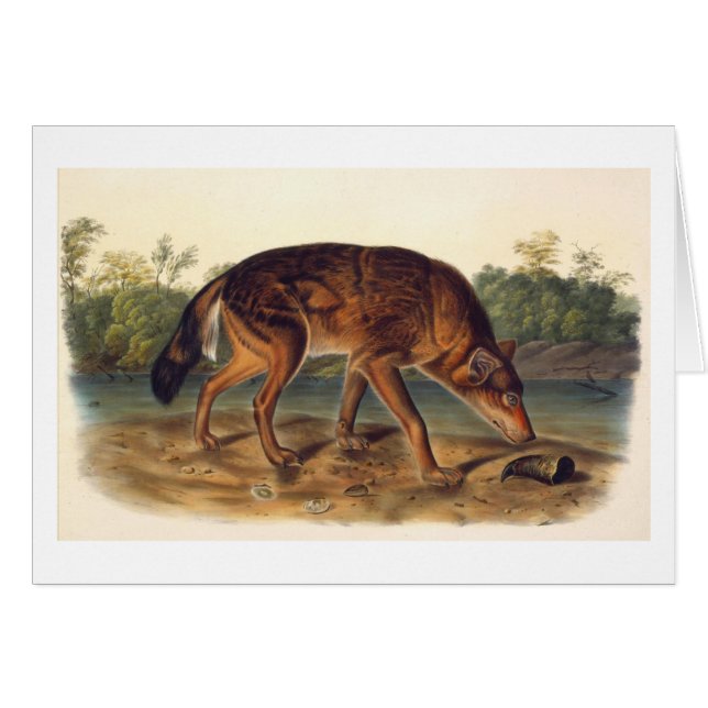 Texas röd varg hälsningskort (Framsidan Horizontal)