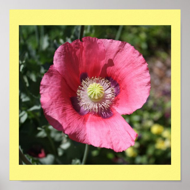 Texas Rosa Skullcap Skriv ut II Poster (Framsidan)