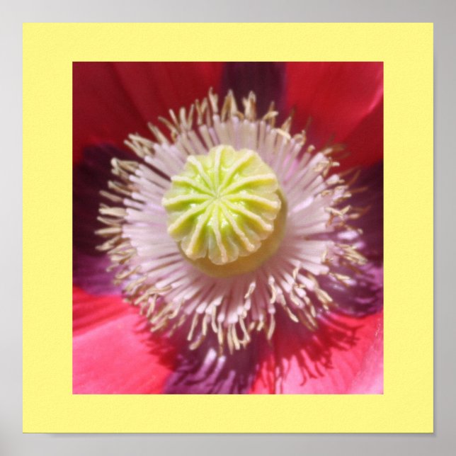 Texas Rosa Skullcap Skriv ut Poster (Framsidan)
