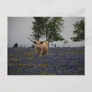 Texas Royalty Vykort