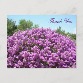 Texas Sage Tack Postcard Vykort