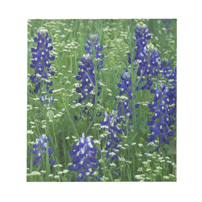 Texas, Sjö Buchanan. Texas Bluebonnet och Vild Anteckningsblock (Framsida)
