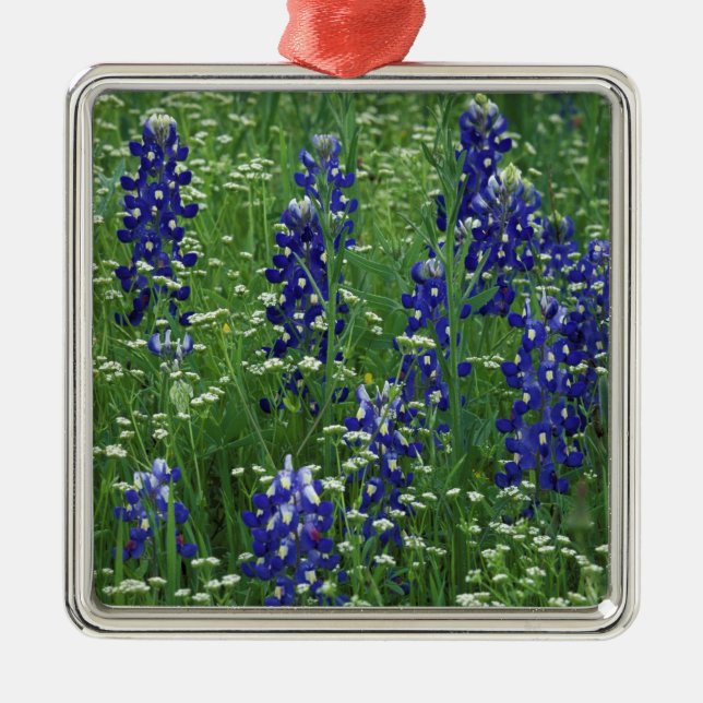 Texas, Sjö Buchanan. Texas Bluebonnet och Vild Julgransprydnad Metall (Framsidan)