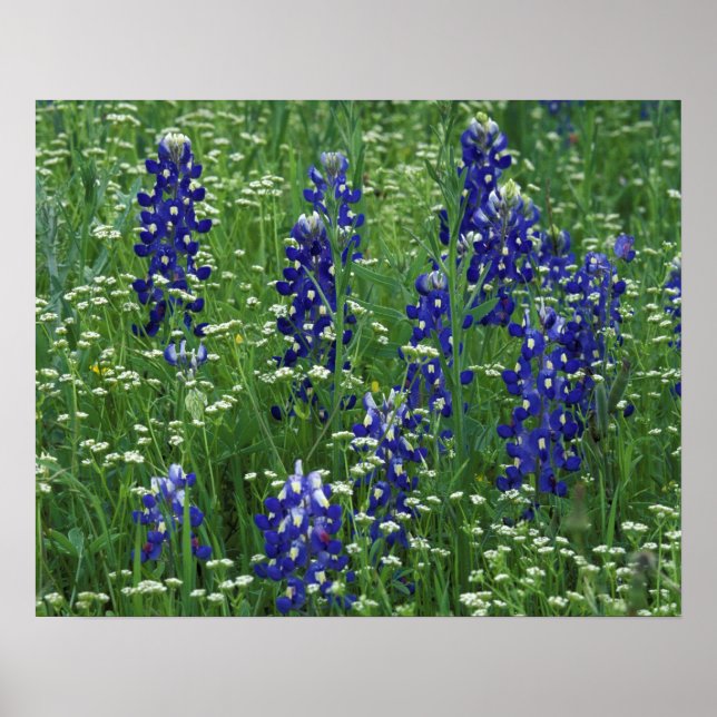Texas, Sjö Buchanan. Texas Bluebonnet och Vild Poster (Framsidan)