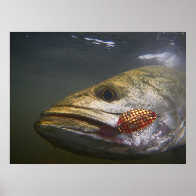 Texas Speckled Trout Poster (Framsidan)