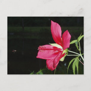 Texas Star Hibiscus vykort