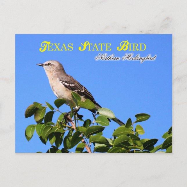 Texas State Bird - Northern Mockingbird Vykort (Framsida)