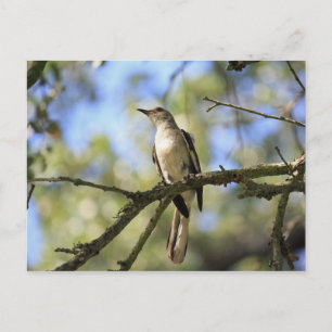 Texas State Bird Post Card Vykort