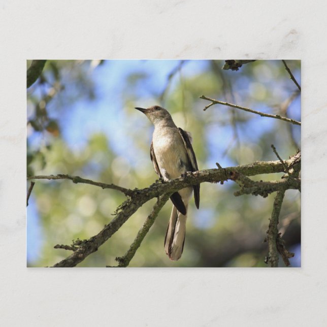 Texas State Bird Post Card Vykort (Framsida)