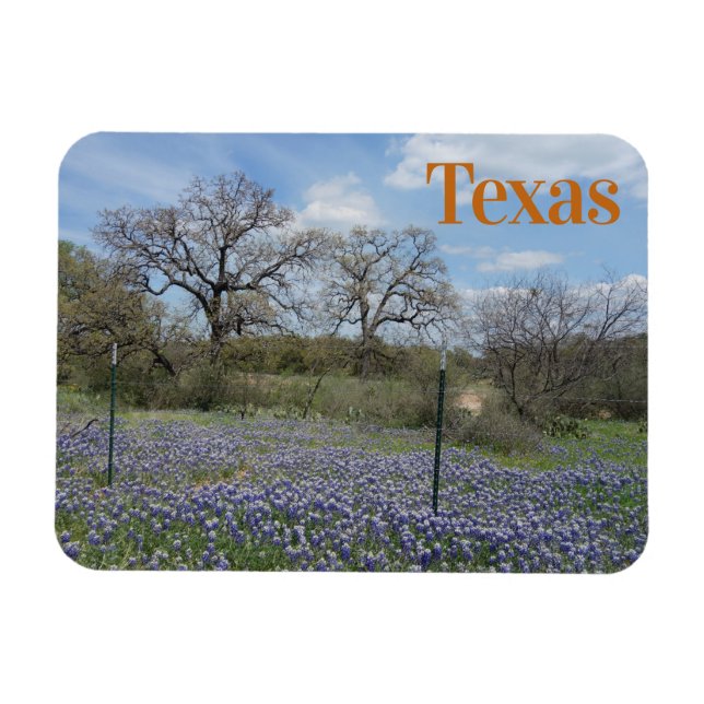 Texas State Flower Bluebonnets Magnet (Horisontell)