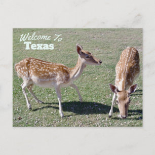Texas State Vykort