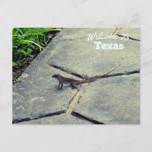 Texas State Vykort