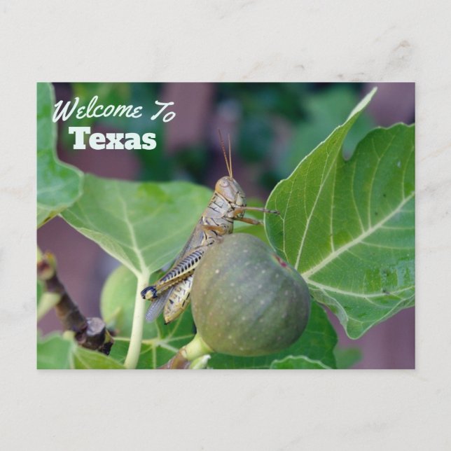 Texas State Vykort (Framsida)