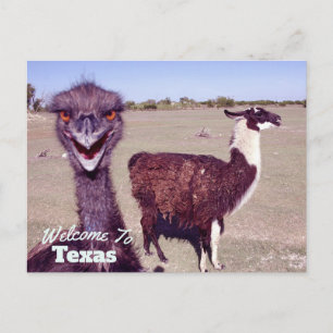Texas State Vykort