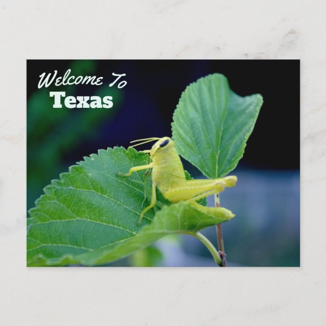 Texas State Vykort (Framsida)