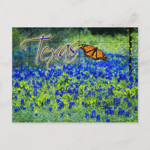 Texas statliga blomma - Bluebonnets Vykort