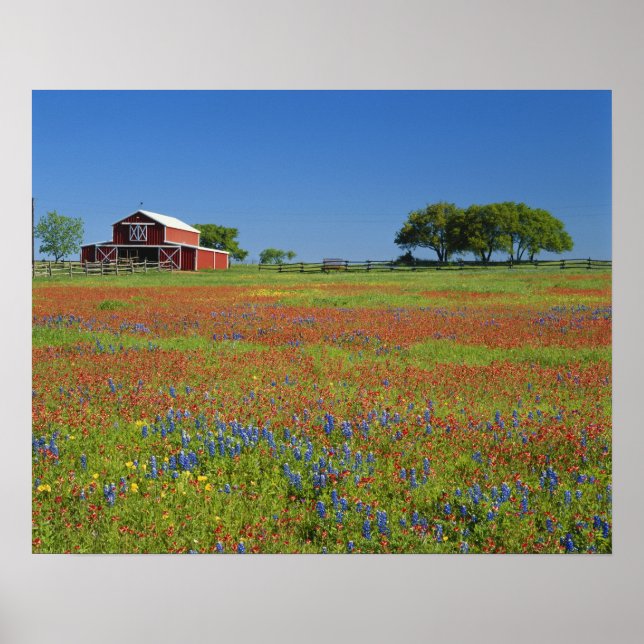 Texas, Texas Backe Land, Texas paintbrush Poster (Framsidan)