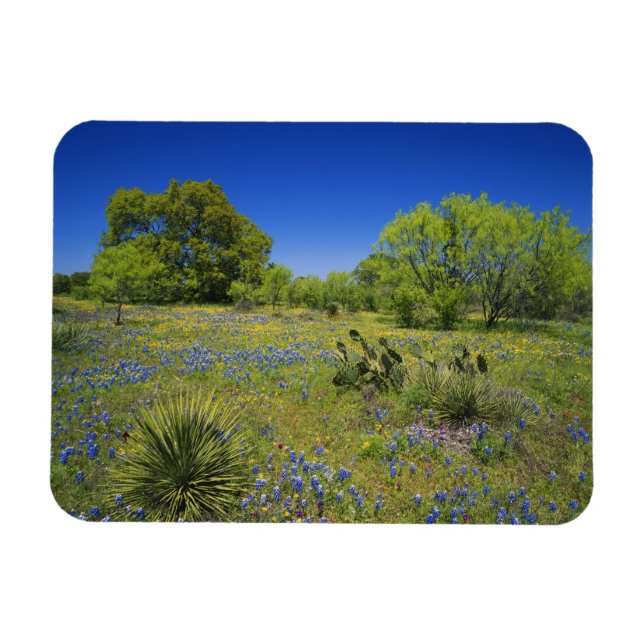 Texas, Texas Hill Country, Låg blåspäckad balja, Magnet (Horisontell)