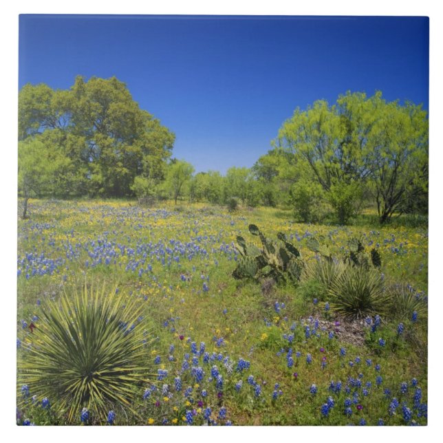 Texas, Texas Hill Country, Låg blåspäckad, Kakelplatta (Framsidan)