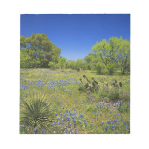 Texas, Texas Hill Country, Låg blåsporre, Anteckningsblock