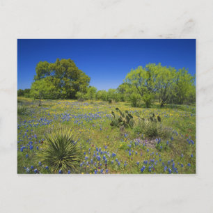 Texas, Texas Hill Country, Låg blåsporre, Vykort