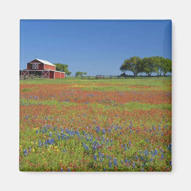 Texas, Texas Hill Country, Texas-målarborste Magnet (Framsidan)