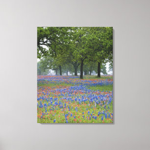 Texas, Texas Hill Country, Texas Paintbrush och Canvastryck