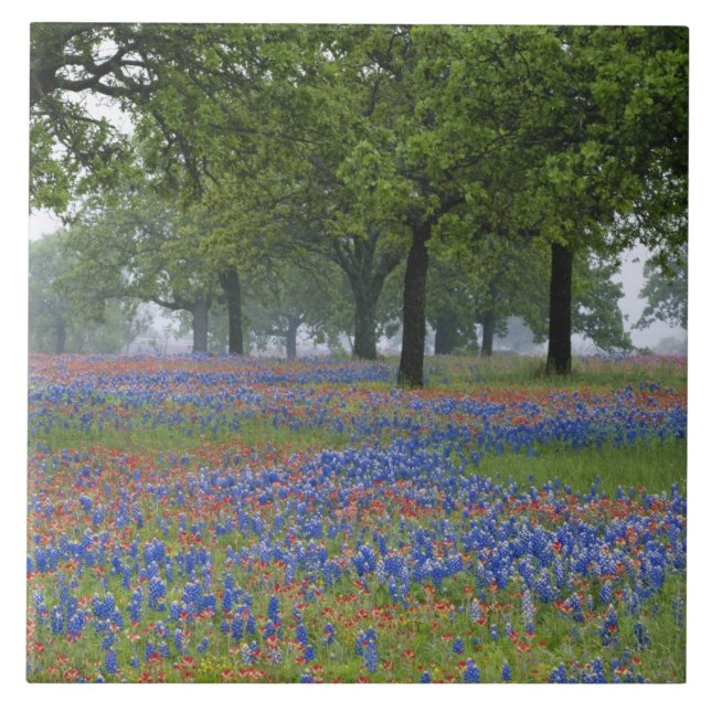 Texas, Texas Hill Country, Texas Paintbrush och Kakelplatta (Framsidan)