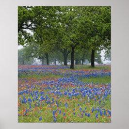 Texas, Texas Hill Country, Texas Paintbrush och Poster