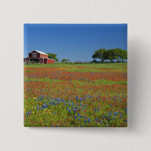 Texas, Texas Hill Country, Texas-pensel Knapp