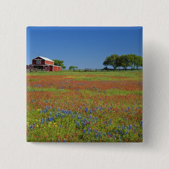 Texas, Texas Hill Country, Texas-pensel Knapp (Framsida)