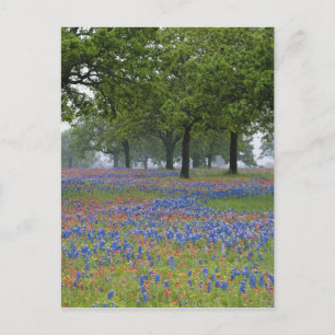 Texas, Texas Hill Country, Texas-pensel och Vykort