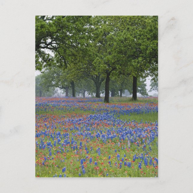 Texas, Texas Hill Country, Texas-pensel och Vykort (Framsida)