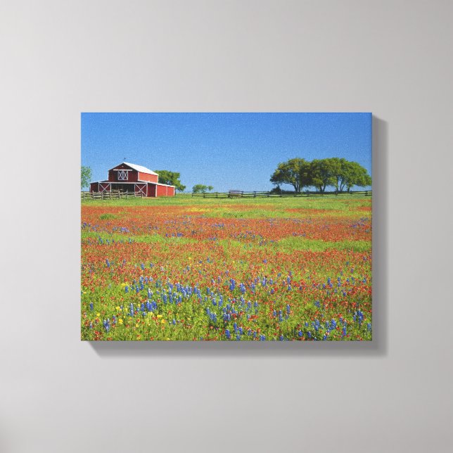Texas, Texas Hill Country, Texas penselblomma Canvastryck (Framsida)