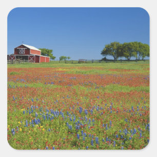 Texas, Texas Hill Country, Texasmålare Fyrkantigt Klistermärke