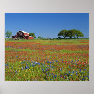 Texas, Texas Hill Country, Texasmålarkost Poster