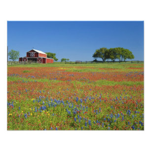 Texas, Texas Hill Country, Texasmålarkott Fototryck