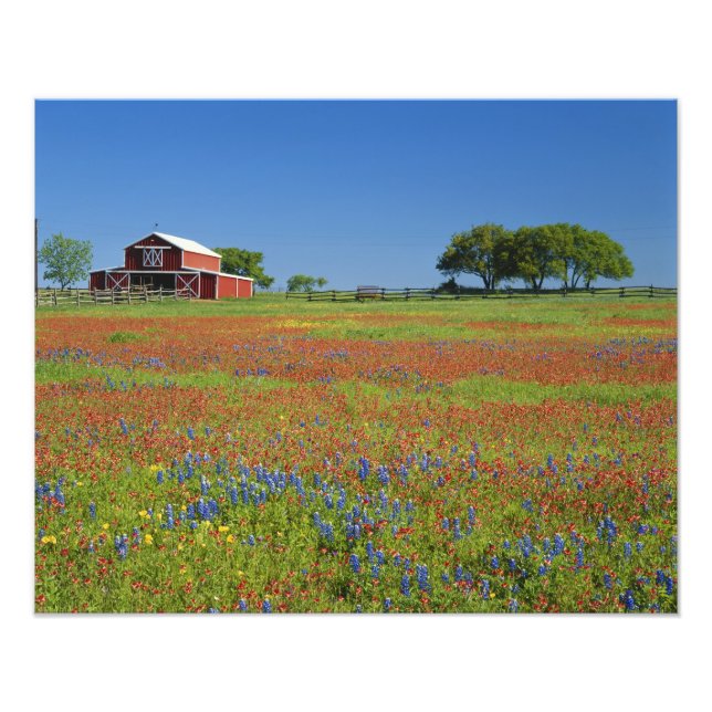 Texas, Texas Hill Country, Texasmålarkott Fototryck (Framsidan)