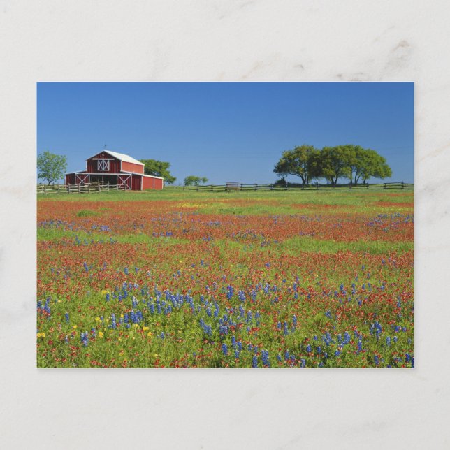 Texas, Texas Hill Country, Texasmålarkott Vykort (Framsida)