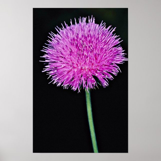 Texas-tistel (Cirsium texanum) blommor Poster (Framsidan)